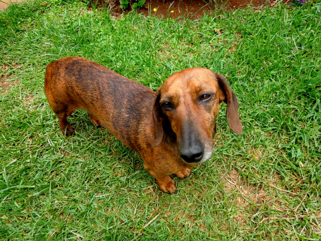 Weiner dog